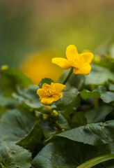 Kingcup, marsh marigold, caltha palustris plant. Spring flower background