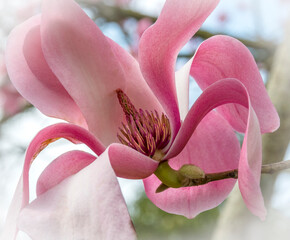 A single pink magnolia flower with vignette