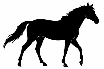  Appaloosa horse silhouette black vector illustration