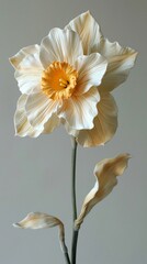 A 3D clay rendered daffodil pastel against white heralding new beginnings and the return of spring
