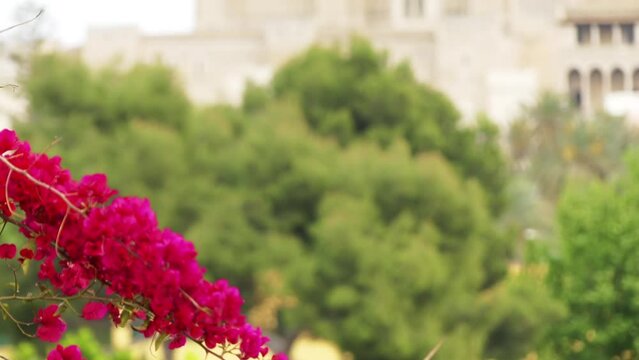 Bougainvillea or buganvilla, bugambilia, Cherei, bouganvel, bunga kertas, bougenville, Kaghazi, Napoleon, jahanamiya, veranera, trinitaria, Santa Rita, papelillo, primavera, Drillingsblume, or Sarawn.