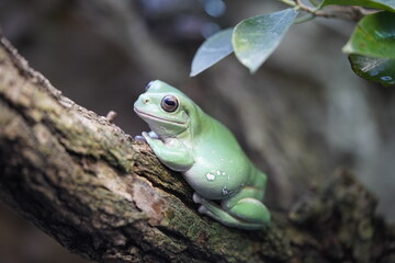 Korallenfinger Laubfrosch Frosch