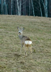 Raamstickers A roe deer poses for happy photos. In the Latvian countryside, in the spring. © mode