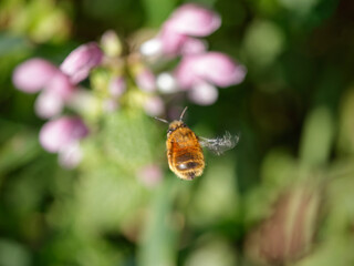 Bee in flight toward flowers - 774177371