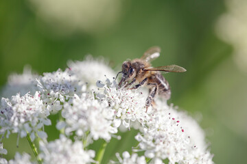European bee sucking pollen and nectar - 774177392