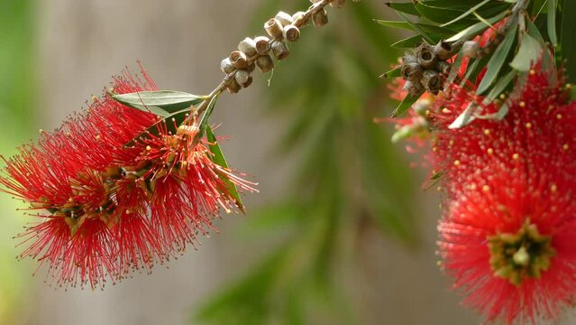 Melaleuca viminalis, commonly known as weeping bottlebrush, or creek bottlebrush or Callistemon viminalis is plant in myrtle family, Myrtaceae and is endemic to Australia.