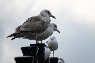 View of the seagulls standing on the fence of the bridge