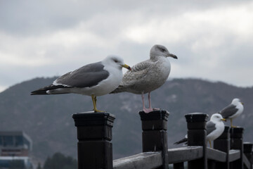 View of the seagulls standing on the fence of the bridge