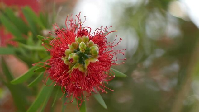 Melaleuca viminalis, commonly known as weeping bottlebrush, or creek bottlebrush or Callistemon viminalis is plant in myrtle family, Myrtaceae and is endemic to Australia.