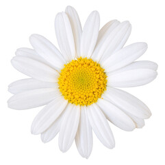 Lovely white Daisy (Marguerite) isolated on white background, including clipping path.