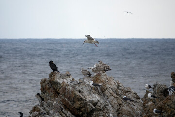 View of the seagulls flying and standing at the seaside