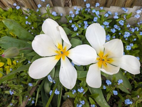 Pair of White Flowers with Yellow Centre, Surrounded by Forget Me Nots in Spring