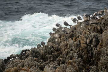 View of the seagulls standing on the rock at the seaside