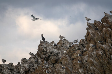 View of the seagulls flying and standing at the seaside