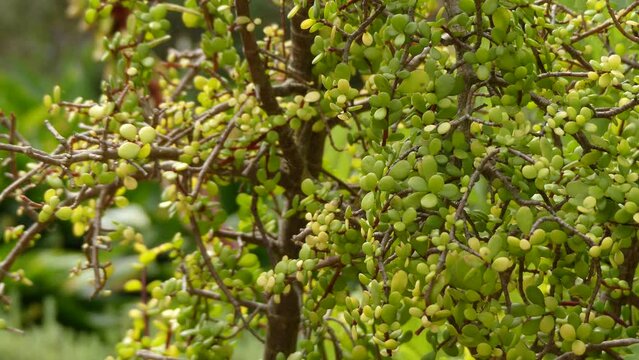 Portulacaria afra (known as elephant bush, dwarf jade plant, porkbush and spekboom in Afrikaans) is a small-leaved succulent plant found in South Africa.