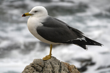 View of a seagull standing at the seaside