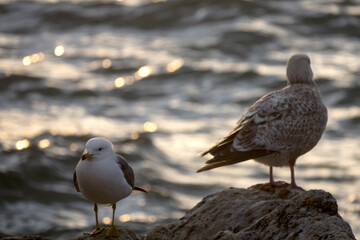 View of the seagulls standing on the rock at the seaside