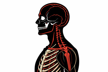 central nervous system on the human skeleton silhouette vector illustration