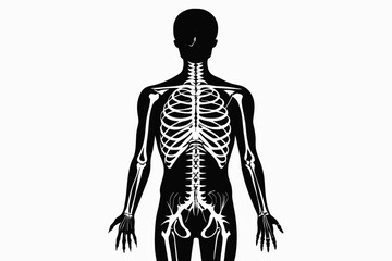 central nervous system on the human skeleton silhouette vector illustration