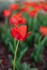 Obraz premium Flowers close up. Spring and summer background. Tulips on a green bokeh background. Red tulip close up. Bright red flower close-up. 