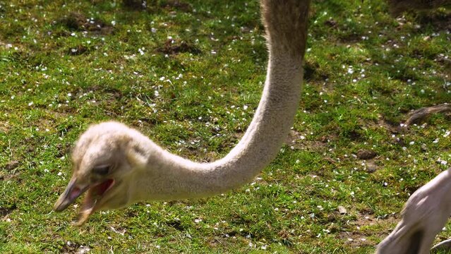 Close up of ostrich head on a sunny day.