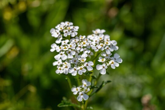 pretty white flowers of candytuft with a blurred green background