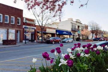 Beautiful streets in old American small town on sunny spring day. Landscaping design with colorful tulips in small city. The day before Easter in Hendersonville, North Carolina, USA - 30 March 2024
