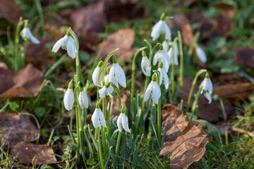 White bell shaped flowers of Snowdrops Galanthus nivalis