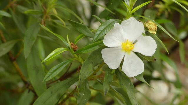 Cistus ladanifer is a species of flowering plant in family Cistaceae. Common names include gum rockrose, laudanum, labdanum, common gum cistus, and brown-eyed rockrose.