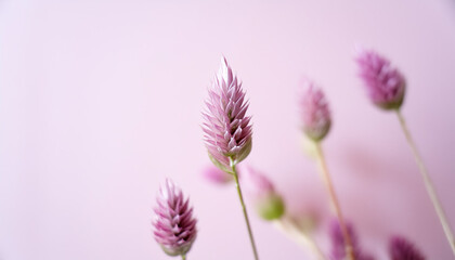 Fototapeta premium 淡い 花 アンニュイ 植物 シンプル 余白 柔らかい 優しい ふんわり