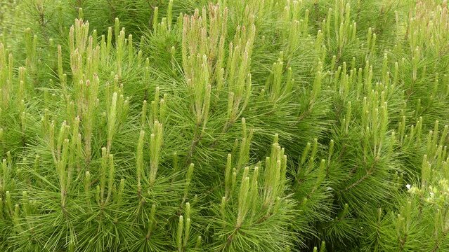 Pinus halepensis, commonly known as the Aleppo pine, is a pine native to the Mediterranean region. In Israel it is called Jerusalem pine.