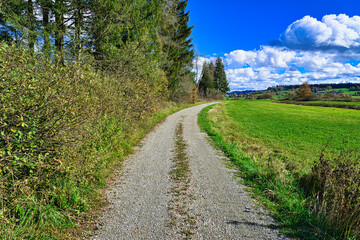 Fototapeta na wymiar a quiet path along a forest on a day with blue skies, sun and clouds
