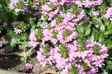 Fototapeta premium Beautiful fairy fan flowers.