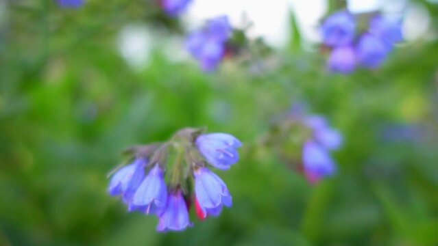 Symphytum or comfrey