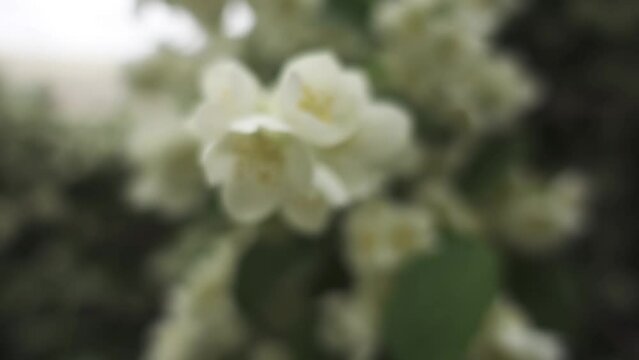 Philadelphus pubescens is species of flowering plant in hydrangea family known by common name hoary mock orange. It is native to eastern United States. It is perennial shrub. Flowers are white.