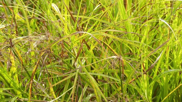 Carex pseudocyperus is flowering plant in sedge family known by common name cyperus sedge or hop sedge. It grows in marshes, swamps, and margins of ponds, rivers and canals.