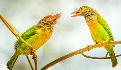 Brown headed Barbet