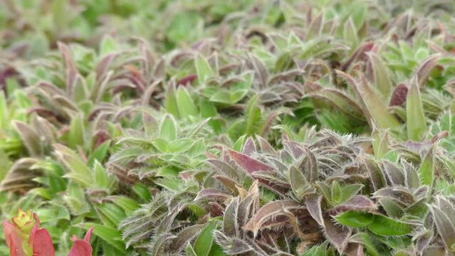 Transfer focus: Cyanotis somaliensis is species of perennial plants in family Commelinaceae, described in 1895. It is endemic to northern Somalia.