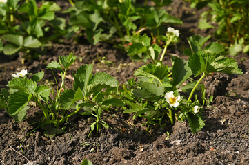 A strawberry plant blooms in the garden