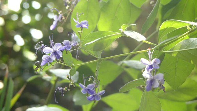 Rotheca myricoides (Butterfly Bush) is species of flowering plant in family Lamiaceae. It is native to Africa and widely cultivated elsewhere. It is Clerodendrum myricoides Ugandense.
