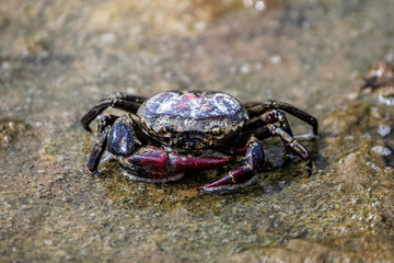 freshwater mud field crab in Thai rice fields