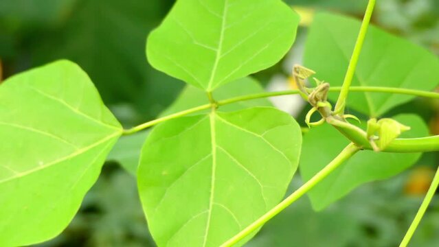 Erythrina variegata (tiger's claw, paricchattaka)