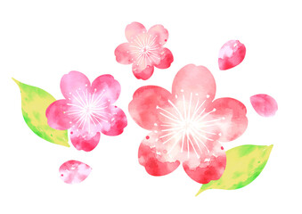 桜の葉と舞う桜の花びらの水彩イラスト