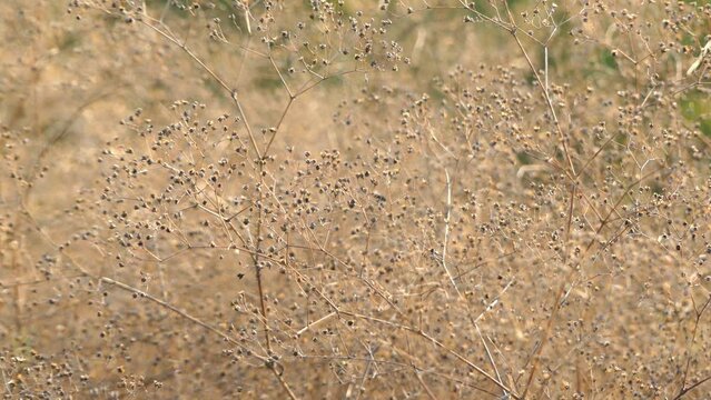 Briza minor is grass known by common names lesser quaking-grass or little quakinggrass. It is native to Mediterranean Basin, and it is known elsewhere, including much of North America