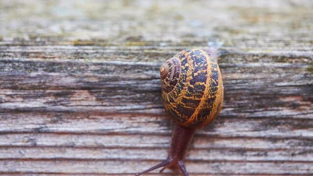 Helix pomatia, common names Roman snail, Burgundy snail, edible snail or escargot, is species of large, edible, air-breathing land snail, terrestrial pulmonate gastropod mollusk in family Helicidae.