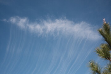 PHOTO OF THE CIRRUS PRINCIPAL CLOUD TYPE