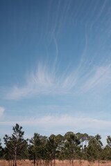 PHOTO OF THE CIRRUS PRINCIPAL CLOUD TYPE