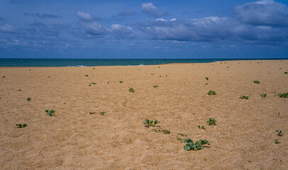 Deserted sandy beach with single succulent plants on the Atlantic coast, Portugal
