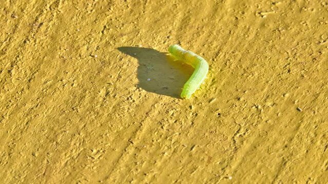 Green Caterpillar of butterfly Noctuidae. Noctuidae, owlet moths, cutworms or armyworms, is most controversial family in superfamily Noctuoidea.