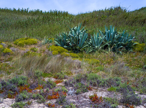 Agava sp., Carpobrotus edulis, Crassula lycopodioides and other salt tolerant succulent plants on a sandy beach along the Atlantic Ocean, Portugal